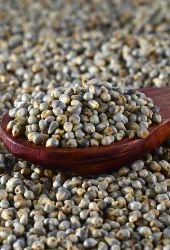Pearl millet